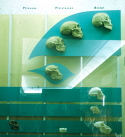 Skulls are lined up in order to give an impression of evolving 